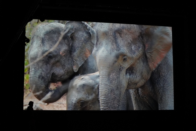 Ein Bild von zwei asiatische Elefanten wird auf die große Leinwand im Orpheum projiziert.