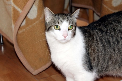 Kater Cäsar ist einer von Biancas Mitbewohnern und kuschelte sich zur Begrüßung gleich an die Annenpost.