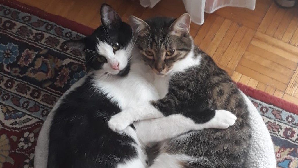 Zwei Katzen, die umschlungen in einem Katzenbett liegen und in die Kamera schauen