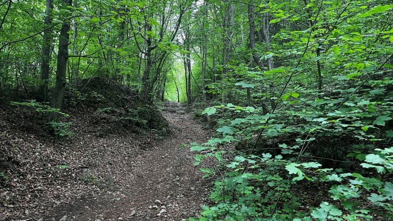 Wald in Eggenberg