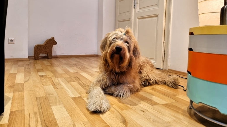 Therapiehund Hermes posiert für ein Foto