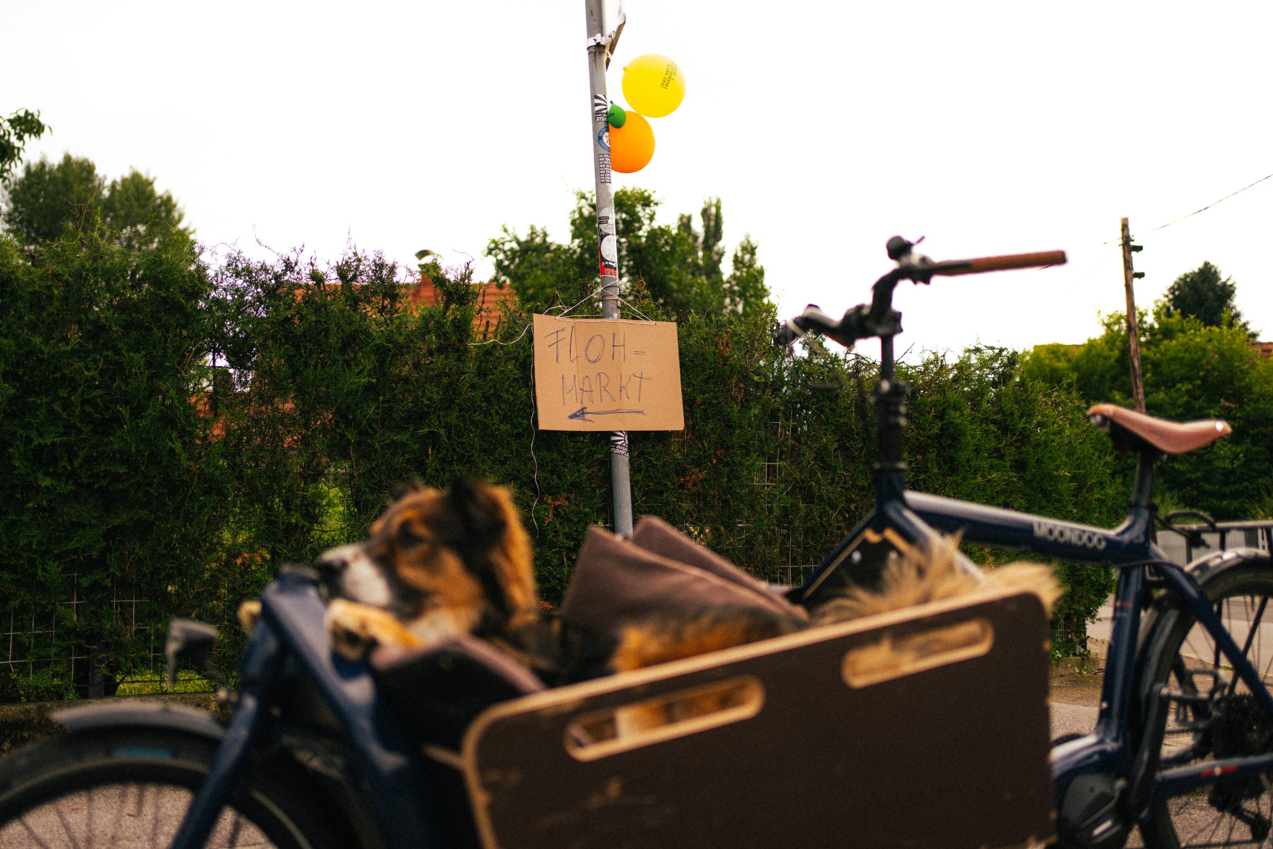Auf einer L:aterne hängt ein Karton mit der Aufschrift "Flohmarkt". Im Vordergrund ist ein Hund zu sehen.
